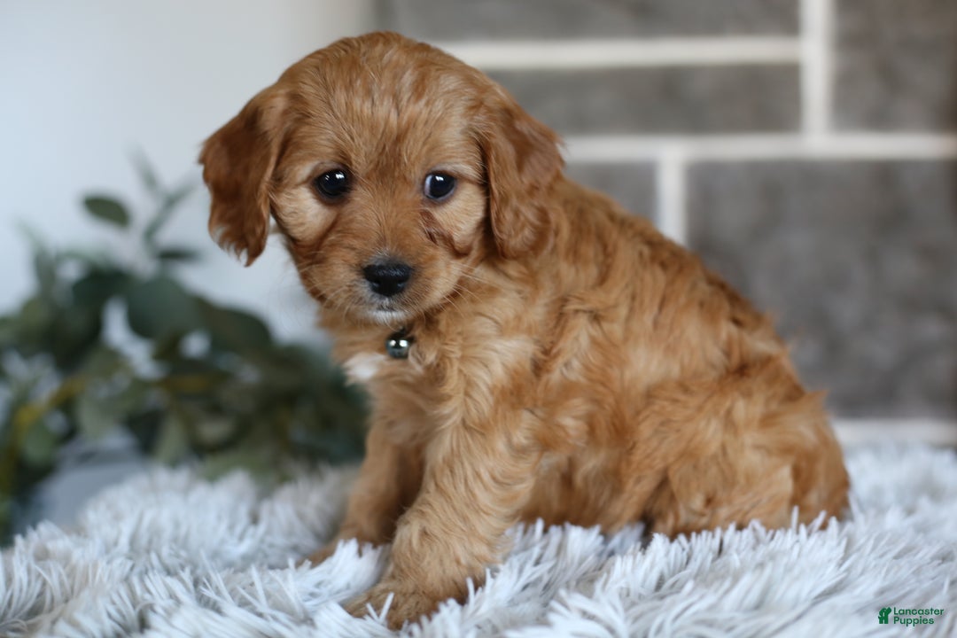 Cavapoo dogs for sale: Mochi - Ad 8