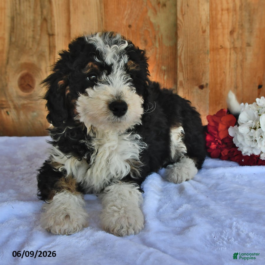 Bernedoodle dogs Oscar - Ad 2