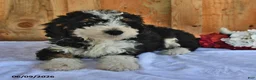 Bernedoodle dogs for sale: Oscar - Ad 2