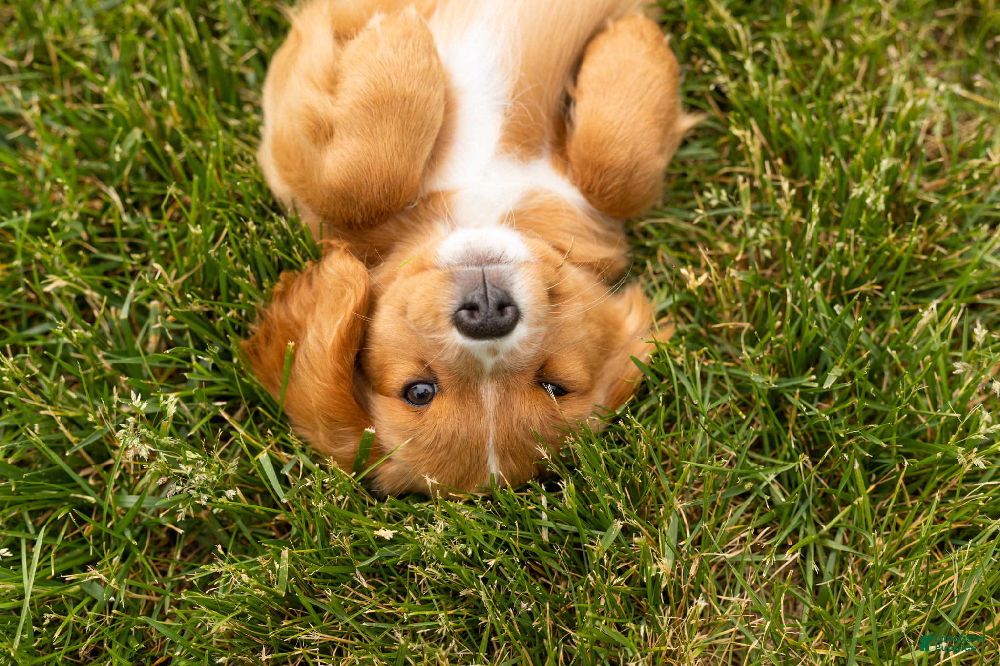 Mixed Breed dogs Baylor  - Ad 29