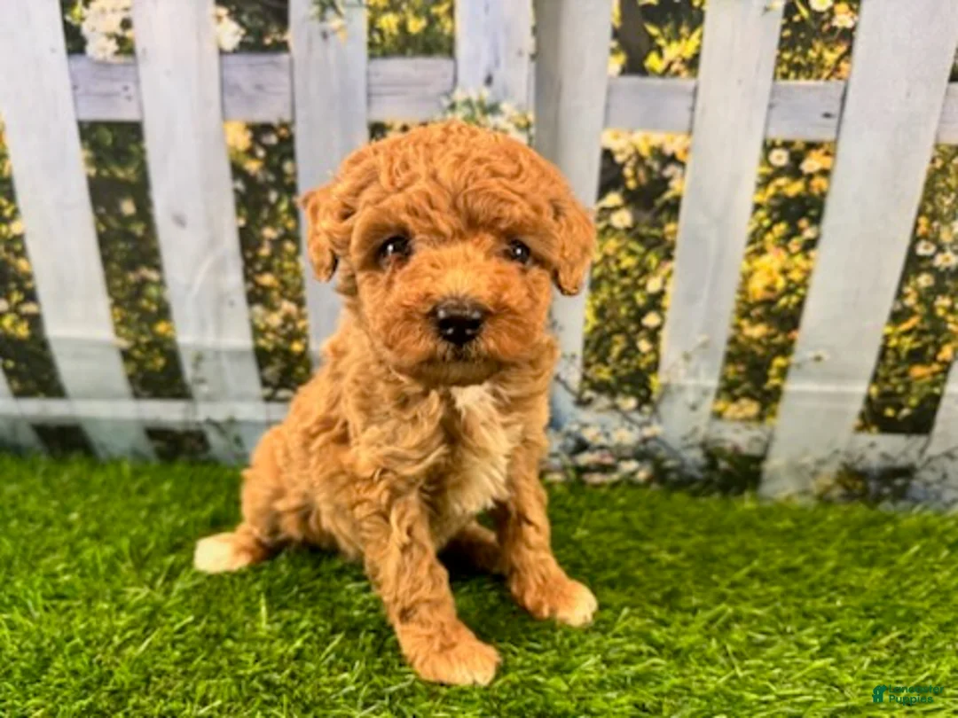 Maltipoo dogs for sale: Reba - Ad 8