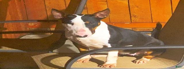 Bella