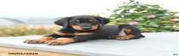 Mixed Breed dogs for sale: Freddie - Ad 3