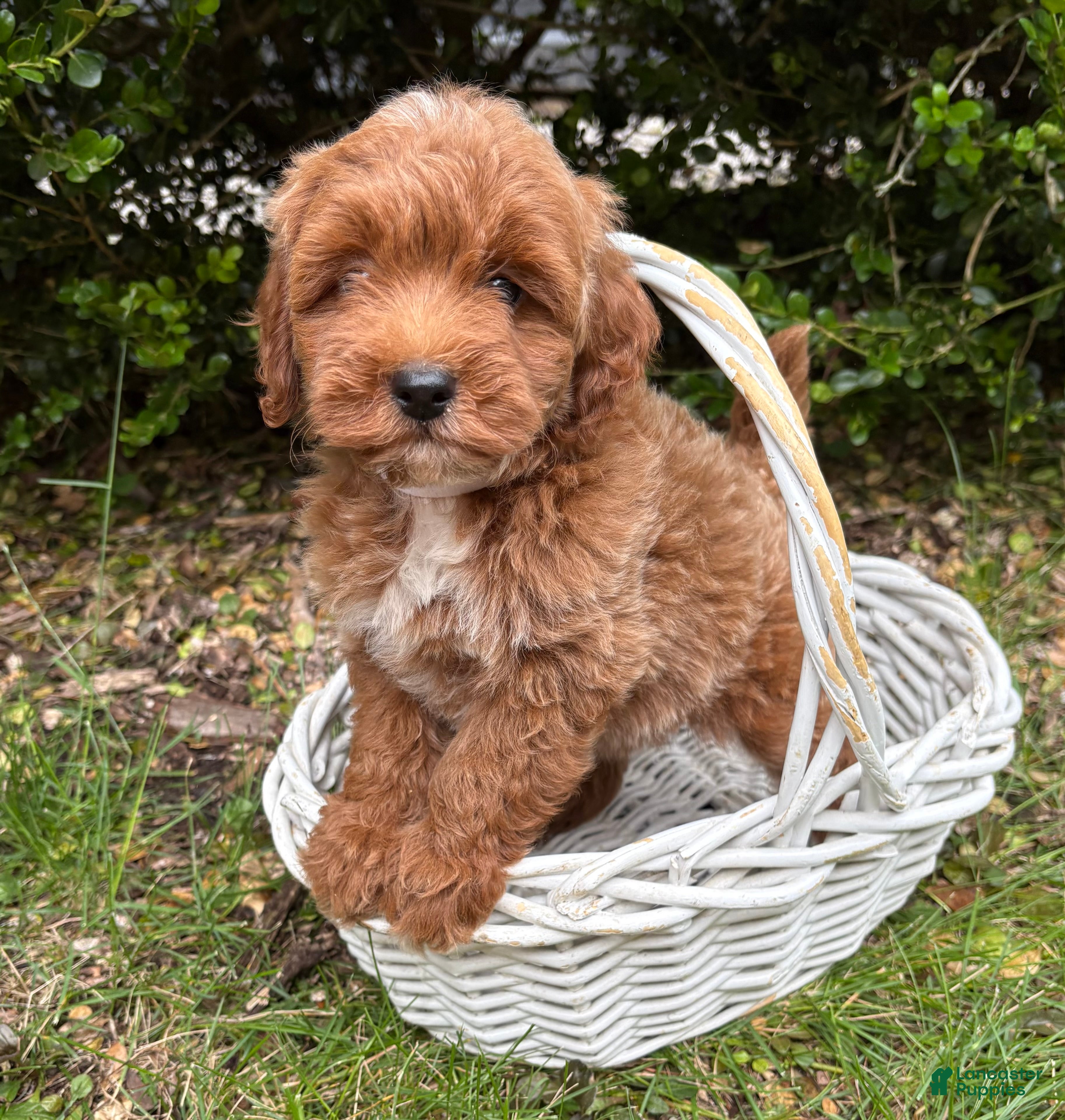 Mini Goldendoodle dogs Brinley - Ad 1