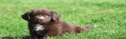 Newfoundland dogs for sale: Double Fudge - Ad 4