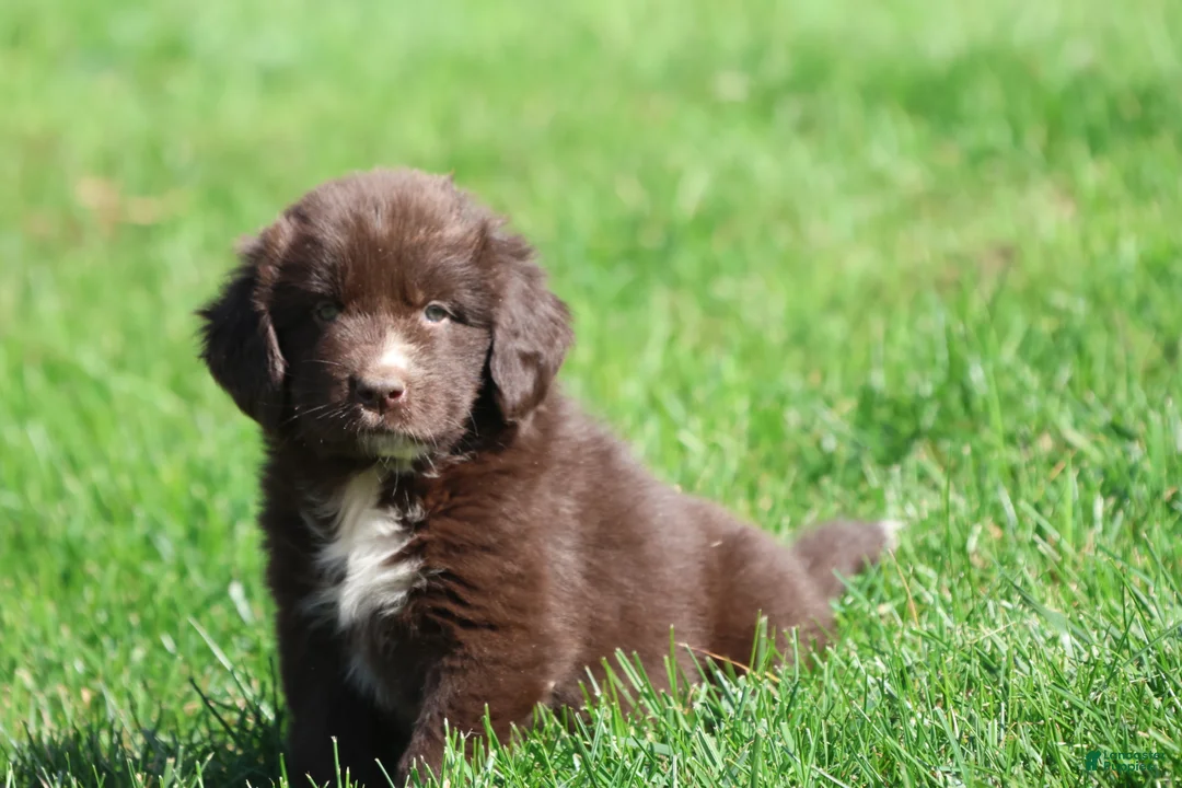 Newfoundland dogs for sale: Double Fudge - Ad 4