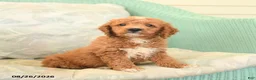 Cavapoo dogs for sale: Felix - Ad 3
