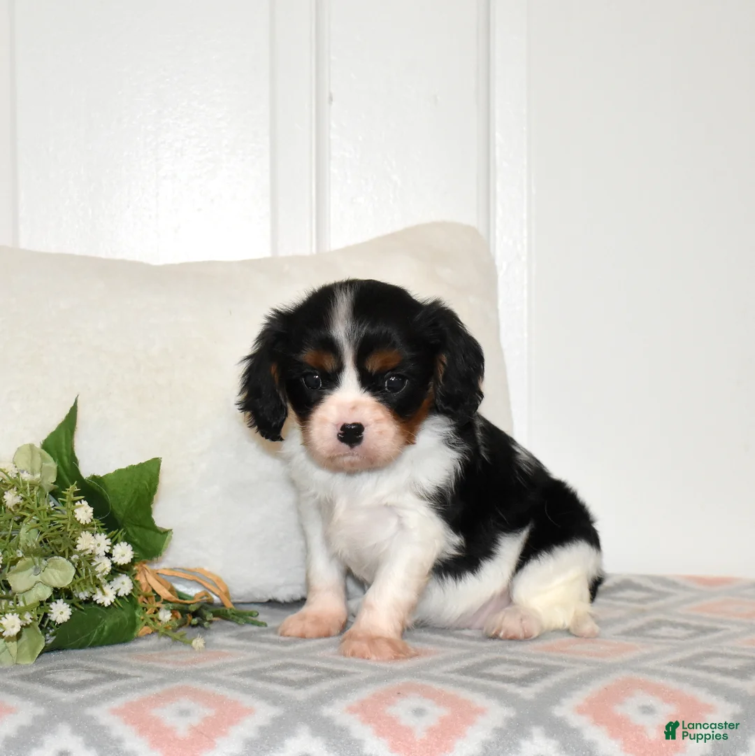 Cavalier King Charles Spaniel dogs for sale: Cookie  - Ad 4