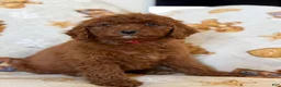 Cavapoo dogs for sale: Mora - Ad 6