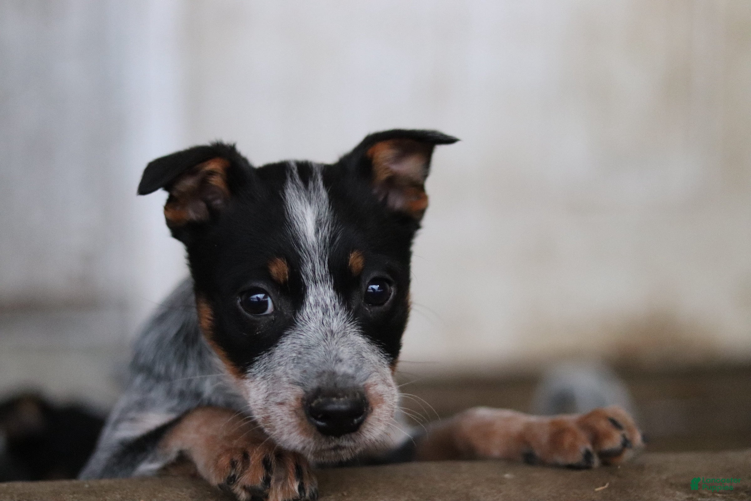 Australian Cattle Dog dogs Quinn - Ad 27