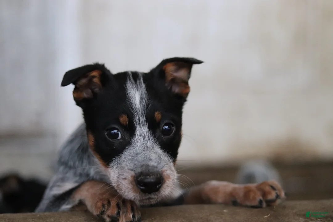 Australian Cattle Dog dogs for sale: Quinn - Ad 1