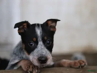 Australian Cattle Dog dogs Quinn - Ad 27