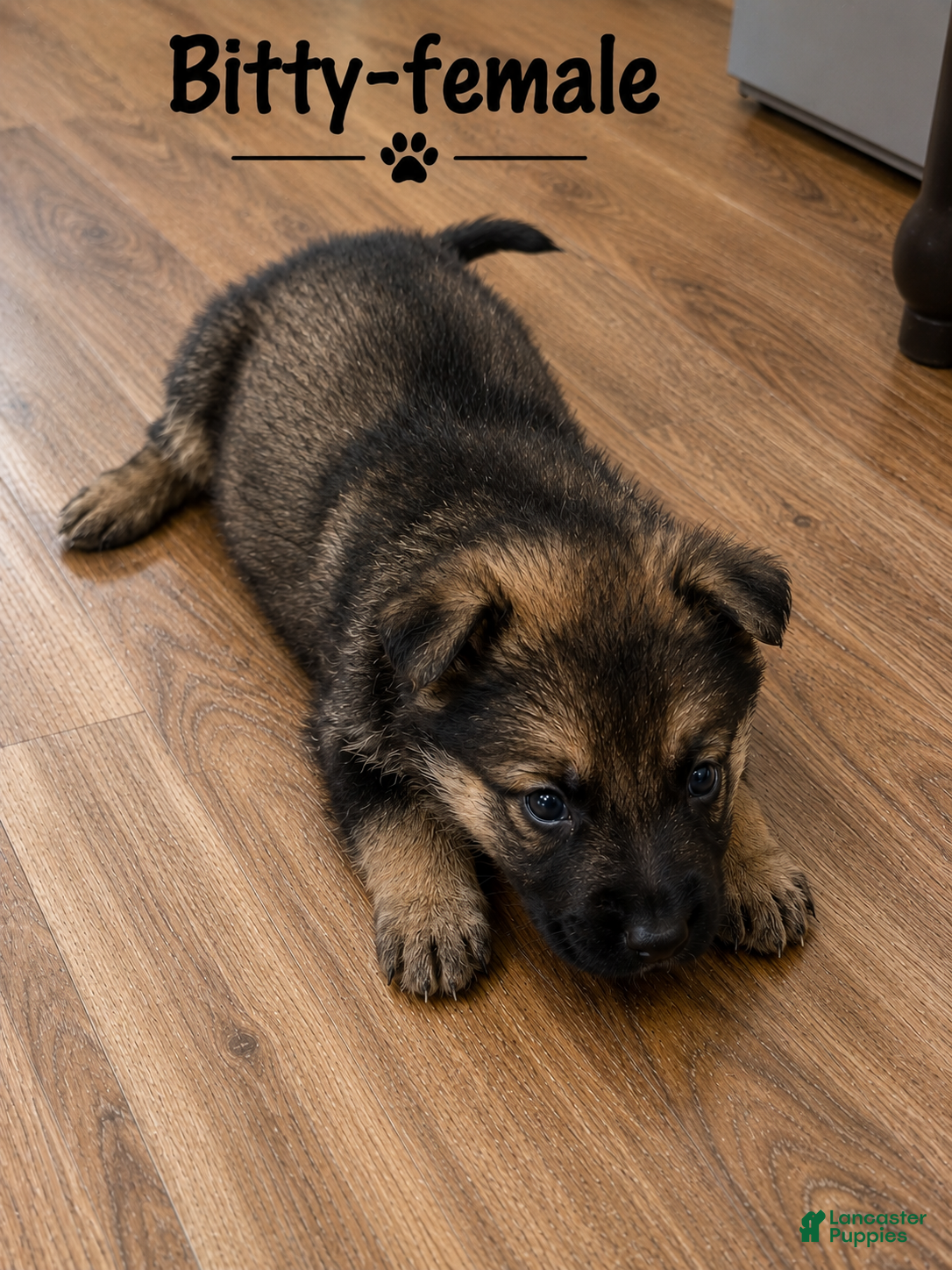 German Shepherd dogs Bitty - Ad 2