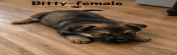 German Shepherd dogs for sale: Bitty - Ad 2