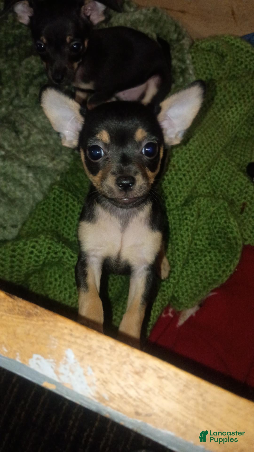 Chihuahua dogs for sale: Chihuahua 1 - Ad 3