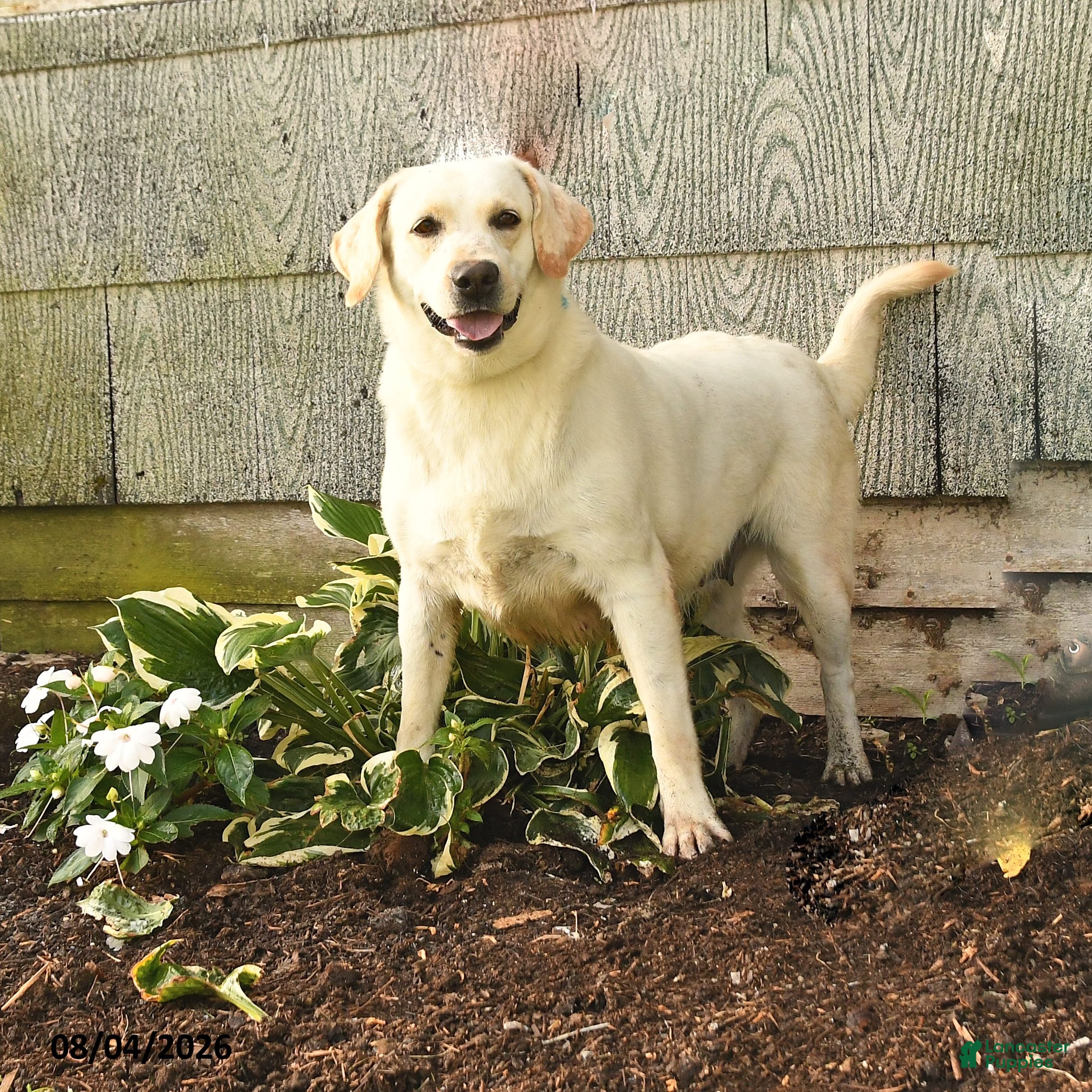 Labrador Retriever dogs Lyla - Ad 1