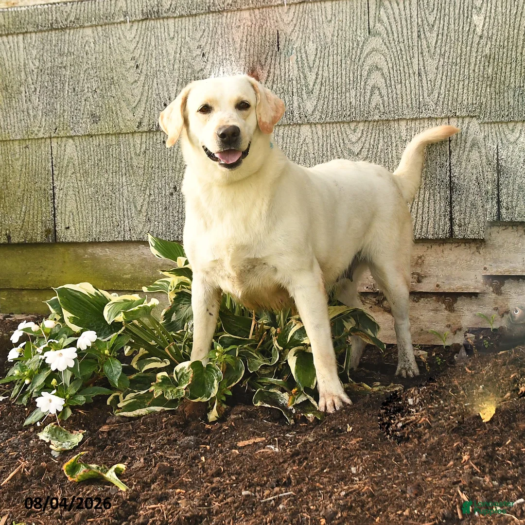 Labrador Retriever dogs for sale: Lyla - Ad 1