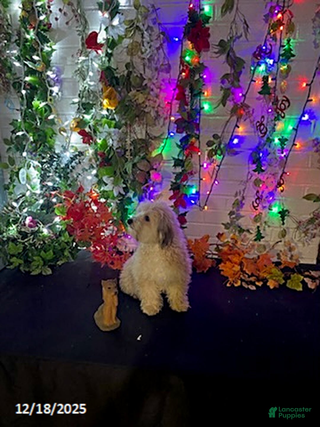 Havapoo dogs for sale: Blondie - Ad 21