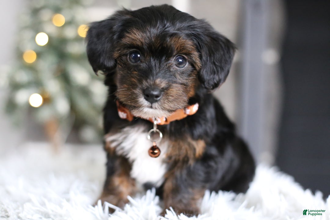 Yorkiepoo dogs for sale: Emmitt - Ad 13
