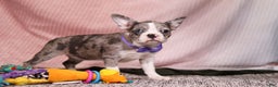 Frenchton dogs for sale: Lucy - Ad 7
