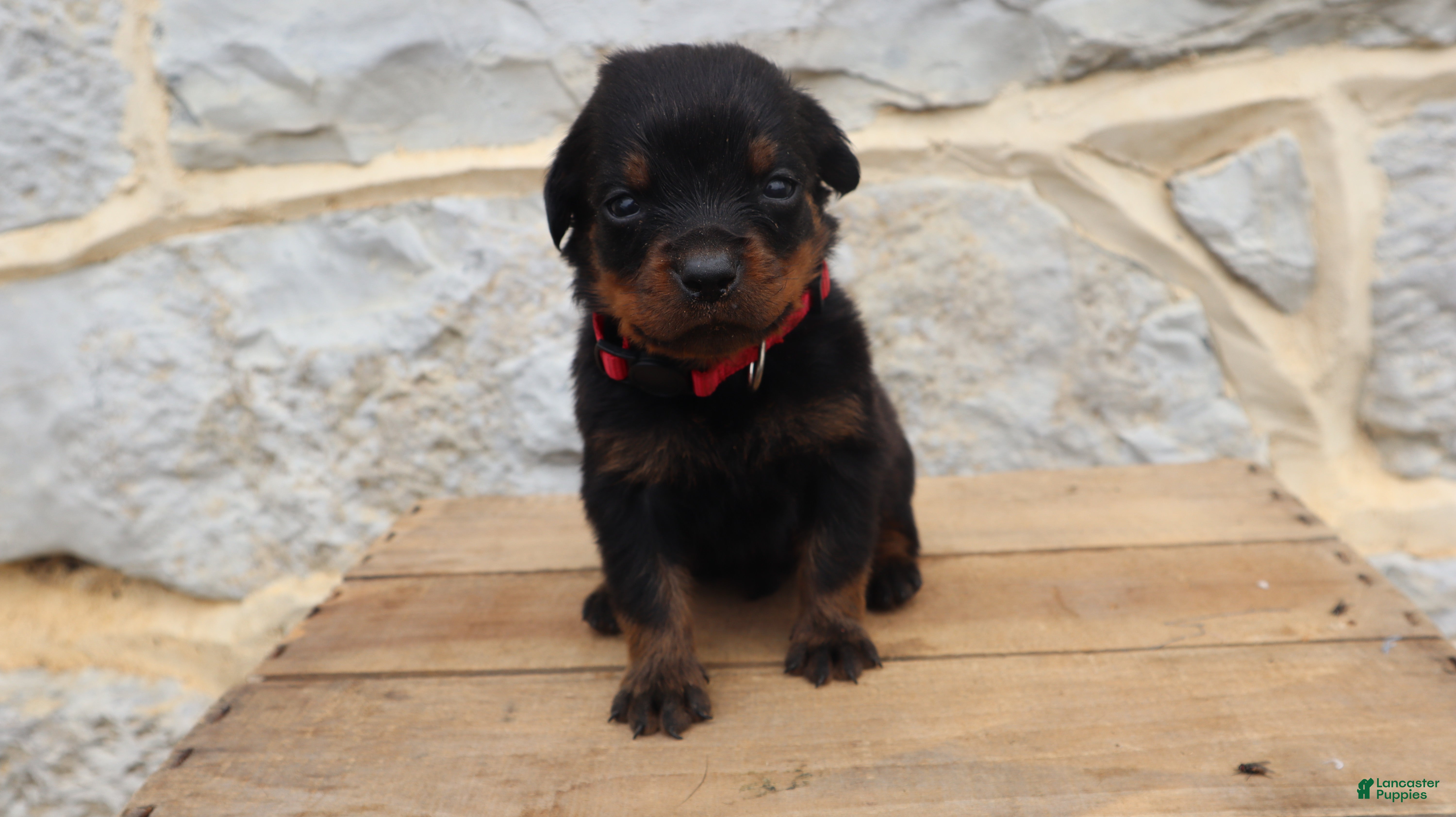 Rottweiler dogs Brock - Ad 2