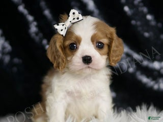 Cavalier King Charles Spaniel dogs - Ad 40