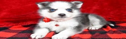 Pomsky dogs for sale: Veronica - Ad 2