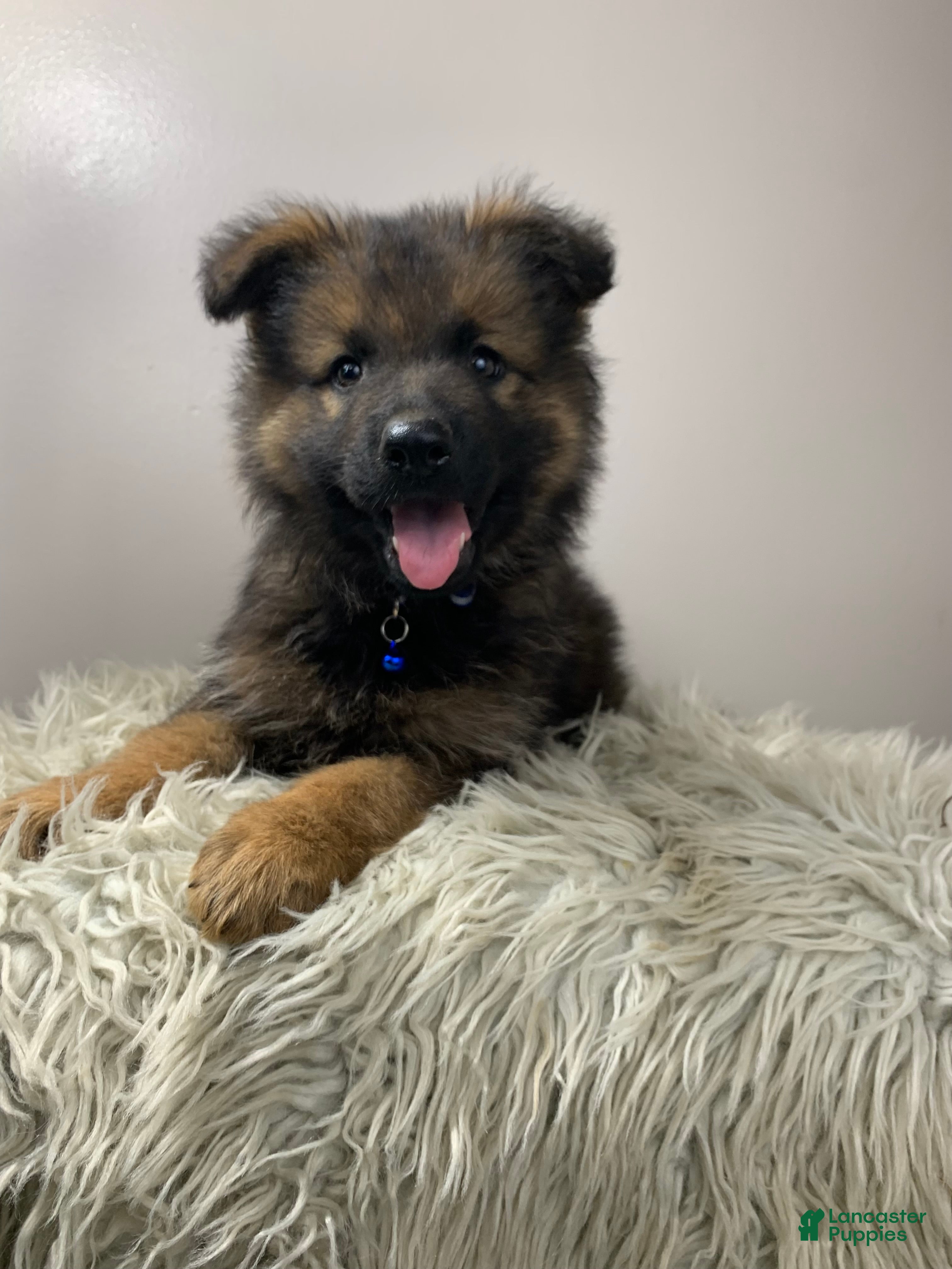 German Shepherd dogs Sierra - Ad 2