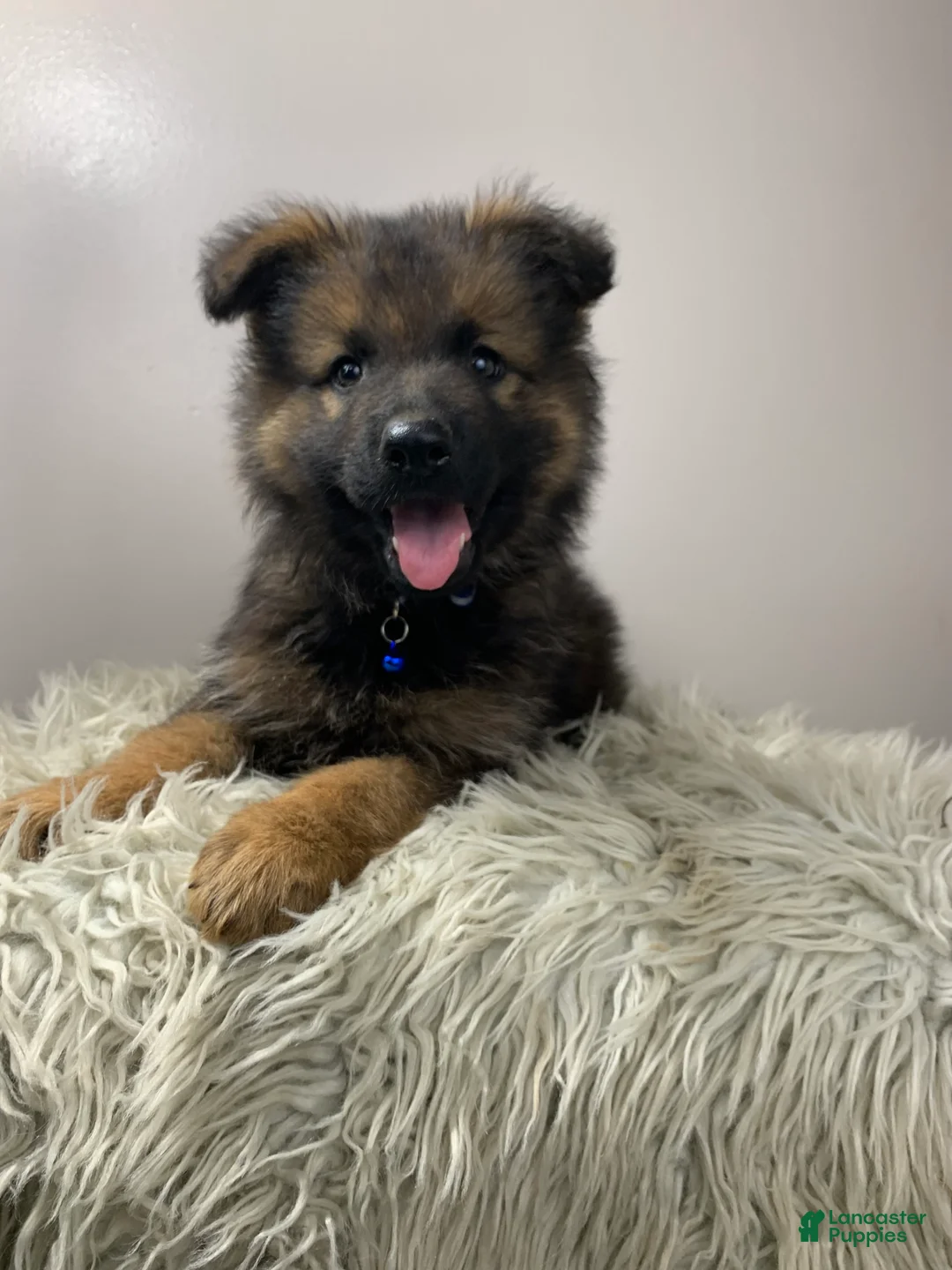 German Shepherd dogs for sale: Sierra - Ad 2