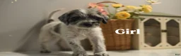 Mixed Breed dogs for sale: June - Ad 1