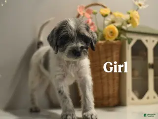 Mixed Breed dogs for sale: June - Ad 2