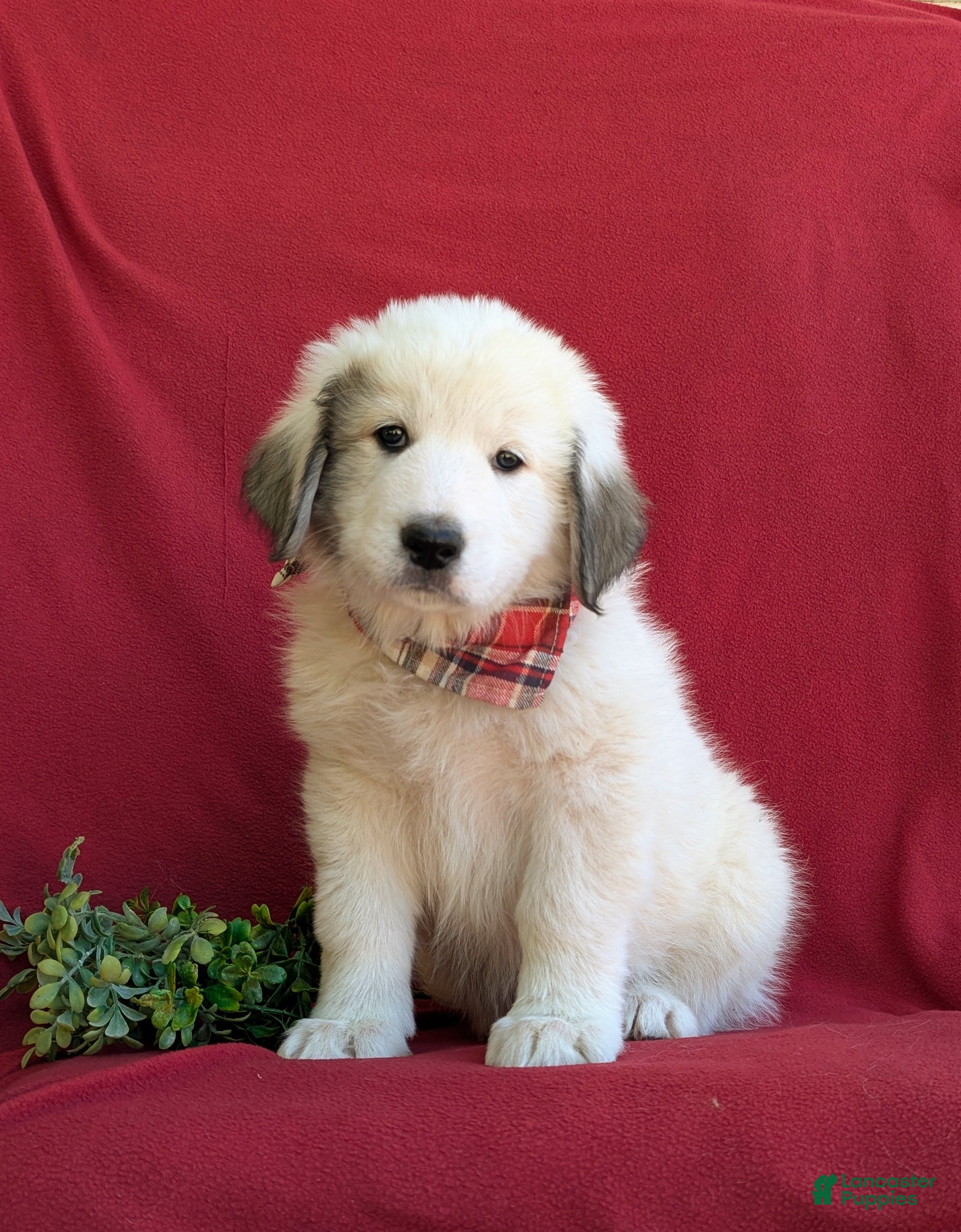 Mixed Breed dogs for sale: Morrison - Ad 2
