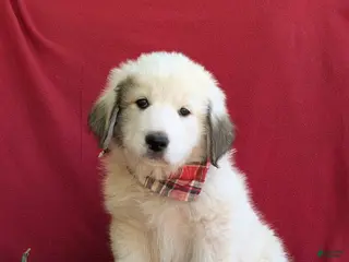 Mixed Breed dogs for sale: Morrison - Ad 2