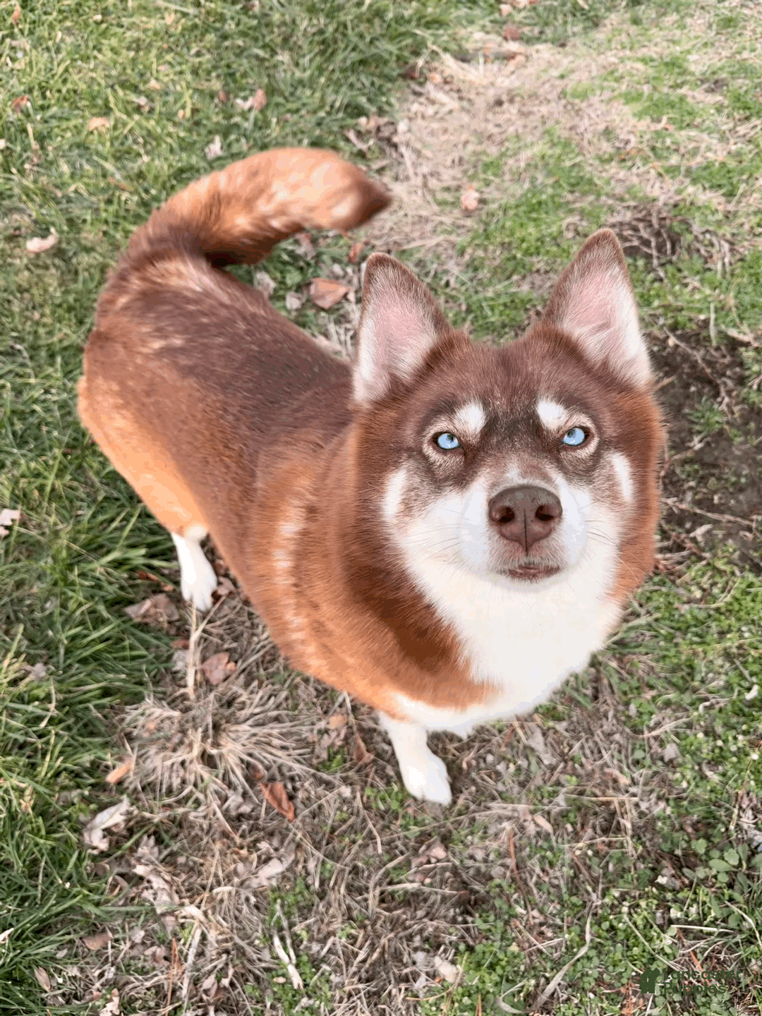 Pomsky dogs for sale: Dotty - Ad 18