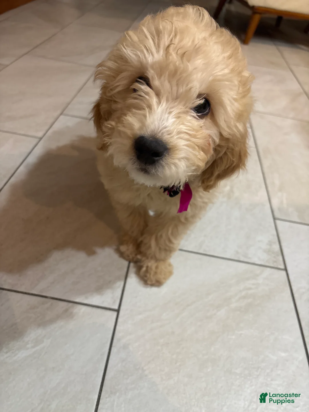 Mini Goldendoodle dogs for sale: Mini Goldendoodle Puppy 1 - Ad 8