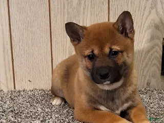 Shiba Inu dogs for sale: Reva - Ad 2