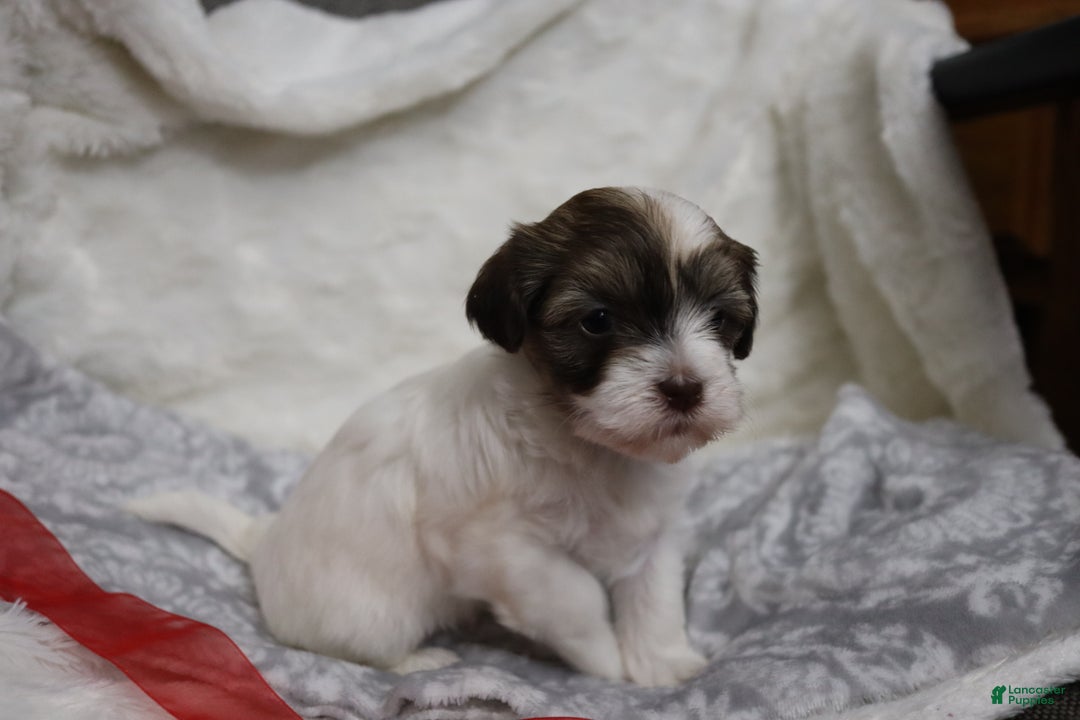 Havanese dogs for sale: Sugar Bun - Ad 4
