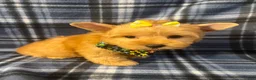 Yorkshire Terrier dogs for sale: Yorkshire Terrier 3 - Ad 6