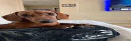 Dachshund dogs for sale: Sophie  - Ad 8