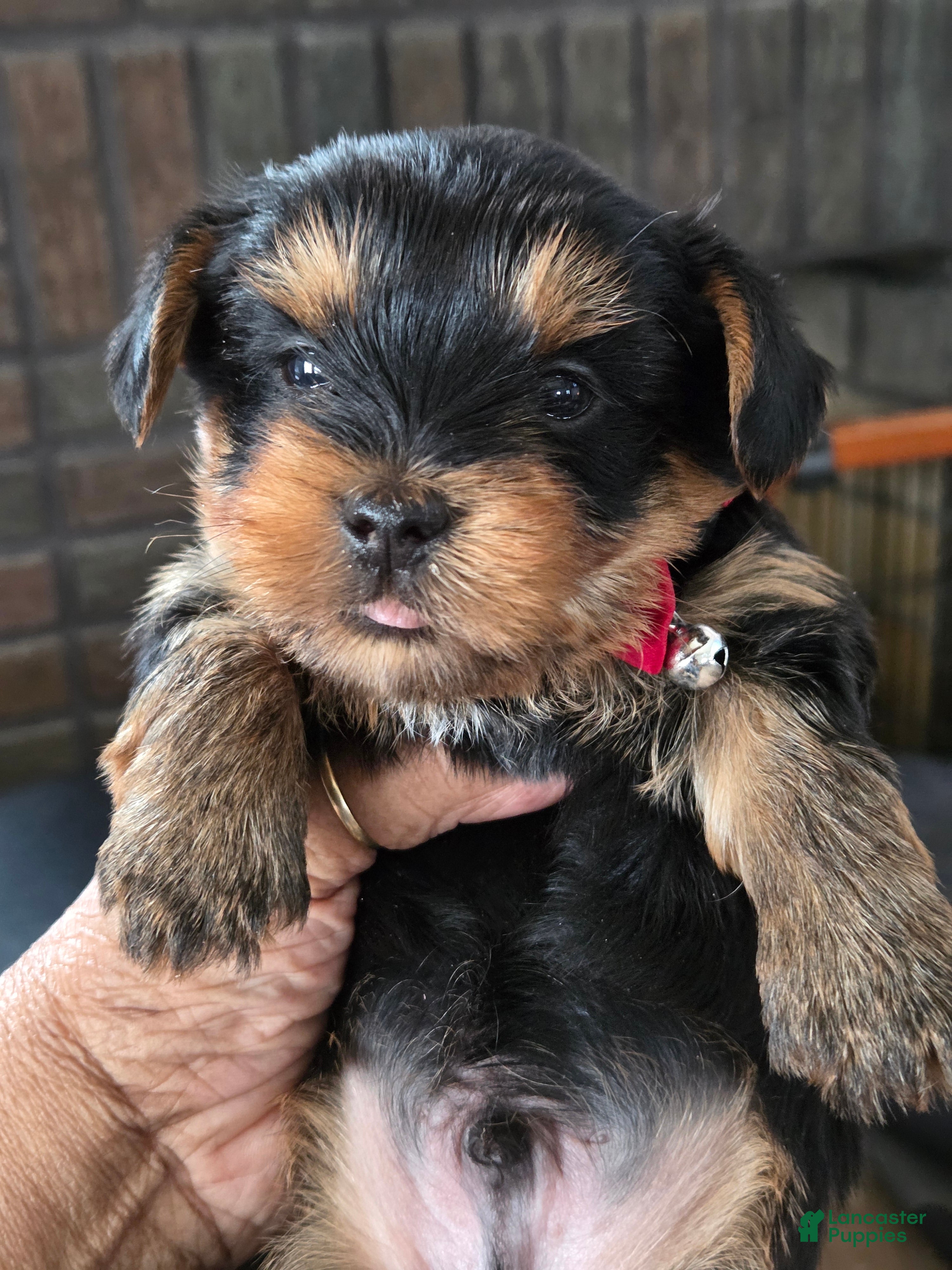 Yorkshire Terrier dogs Harley - Ad 1