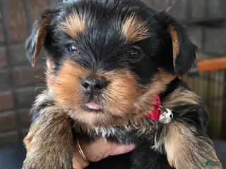 Yorkshire Terrier dogs for sale: Harley - Ad 2