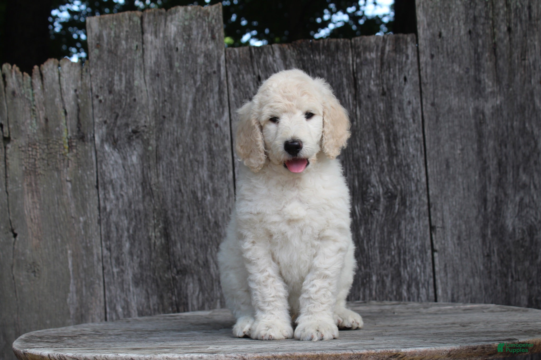 Standard Poodle dogs River AKC Standard Poodle  - Ad 1