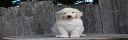 Standard Poodle dogs for sale: River AKC Standard Poodle  - Ad 1