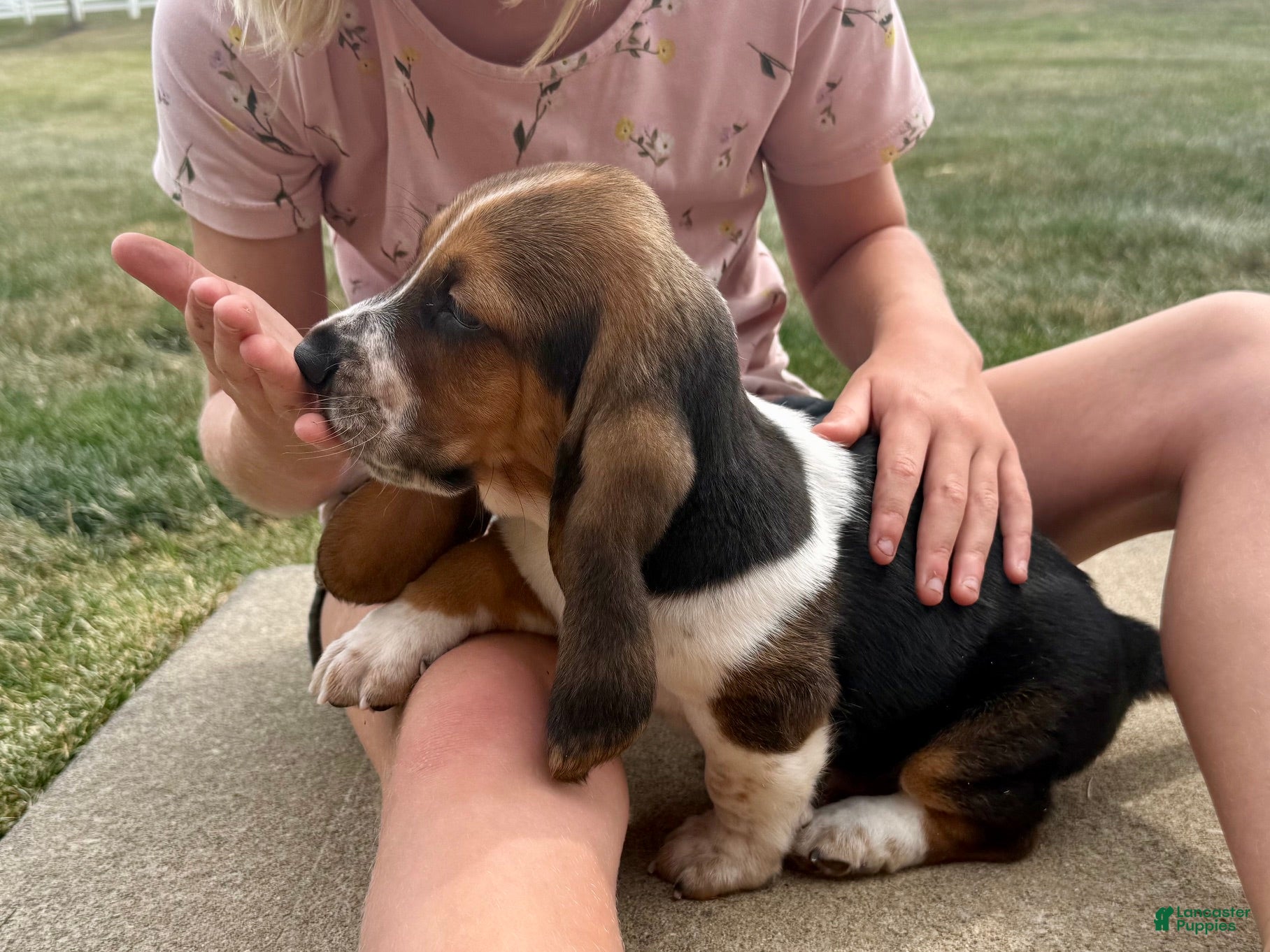 Basset Hound dogs Waylon - Ad 2