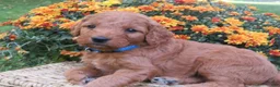 Mini Goldendoodle dogs for sale: Cappuccino  - Ad 5