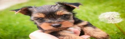 Yorkshire Terrier dogs for sale: Tahoe - Ad 9