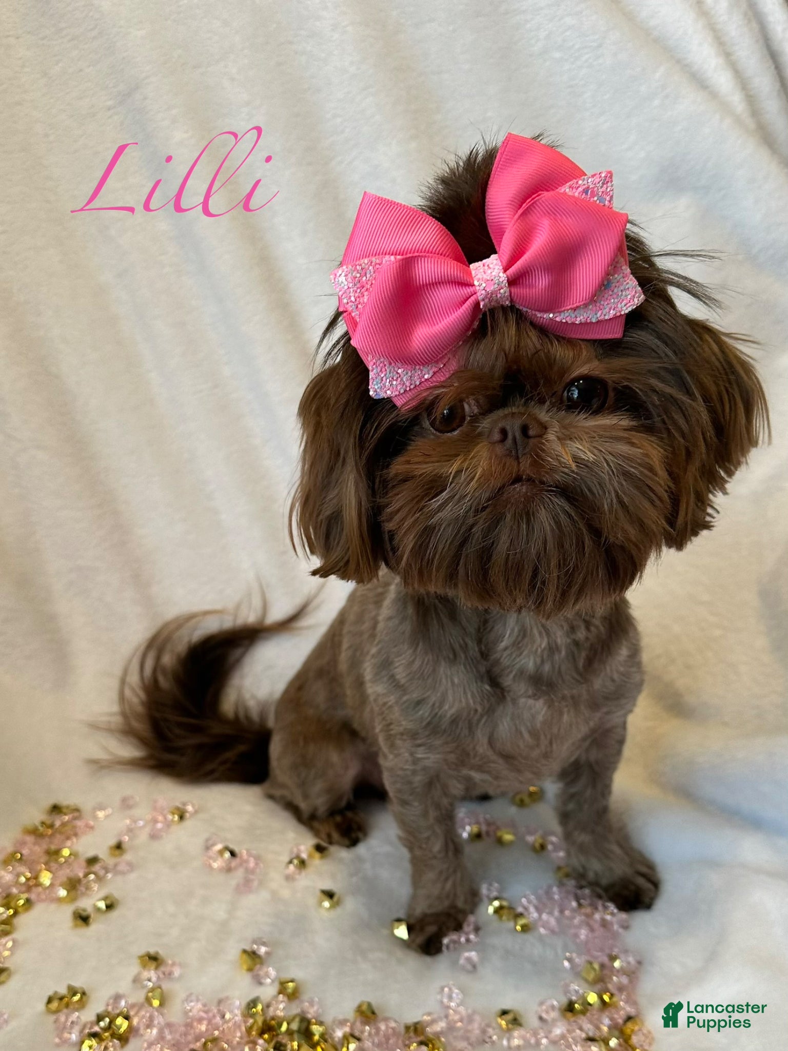 Shih Tzu dogs for sale: Ziggy - Ad 7