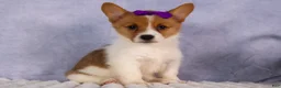 Welsh Corgi Pembroke dogs for sale: Bambi🎀 - Ad 11