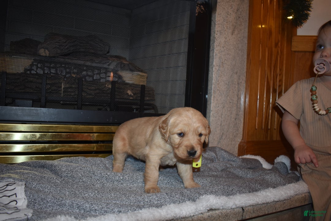 Golden Retriever dogs for sale: Kinzie - Ad 6