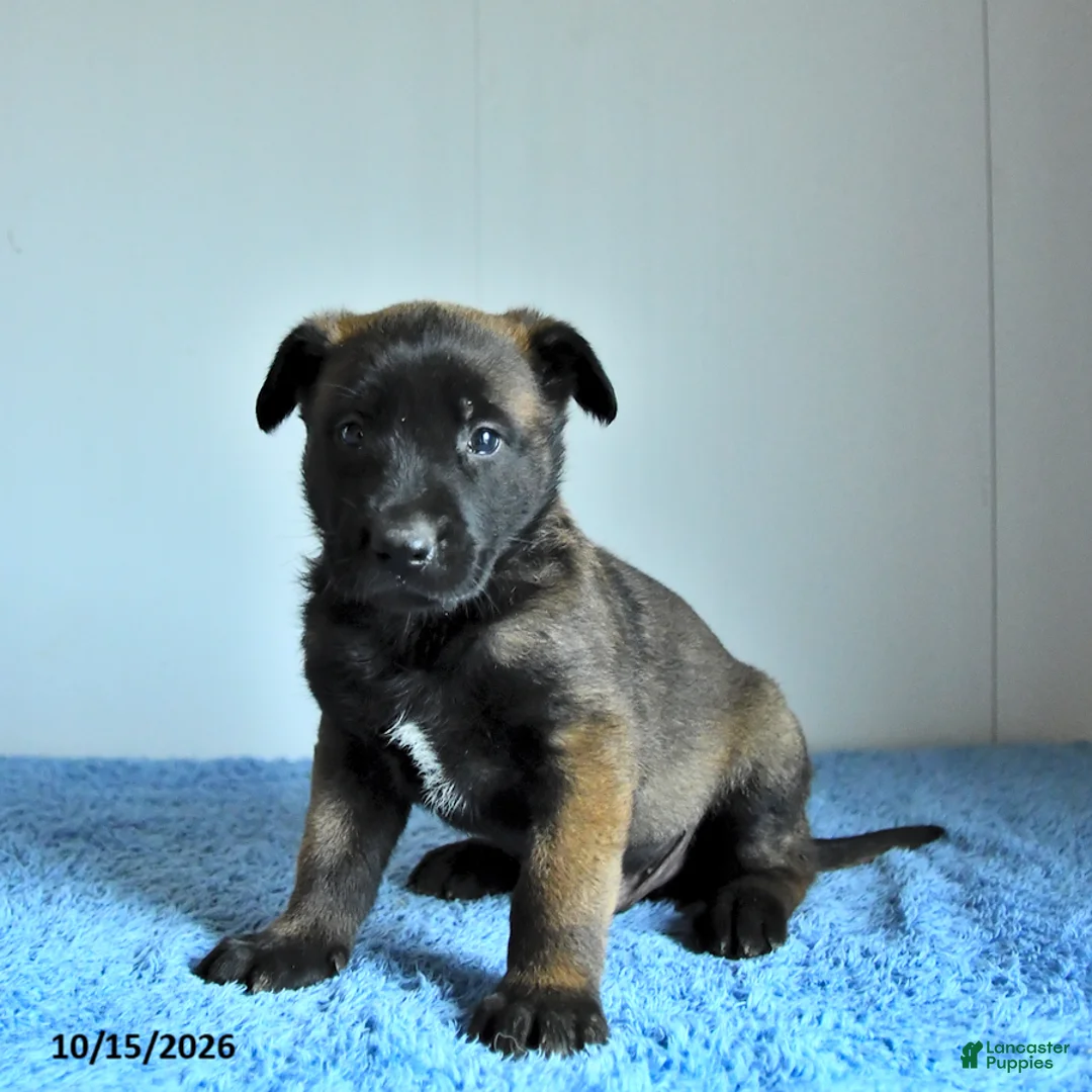 Belgian Malinois dogs for sale: Archer - Ad 2